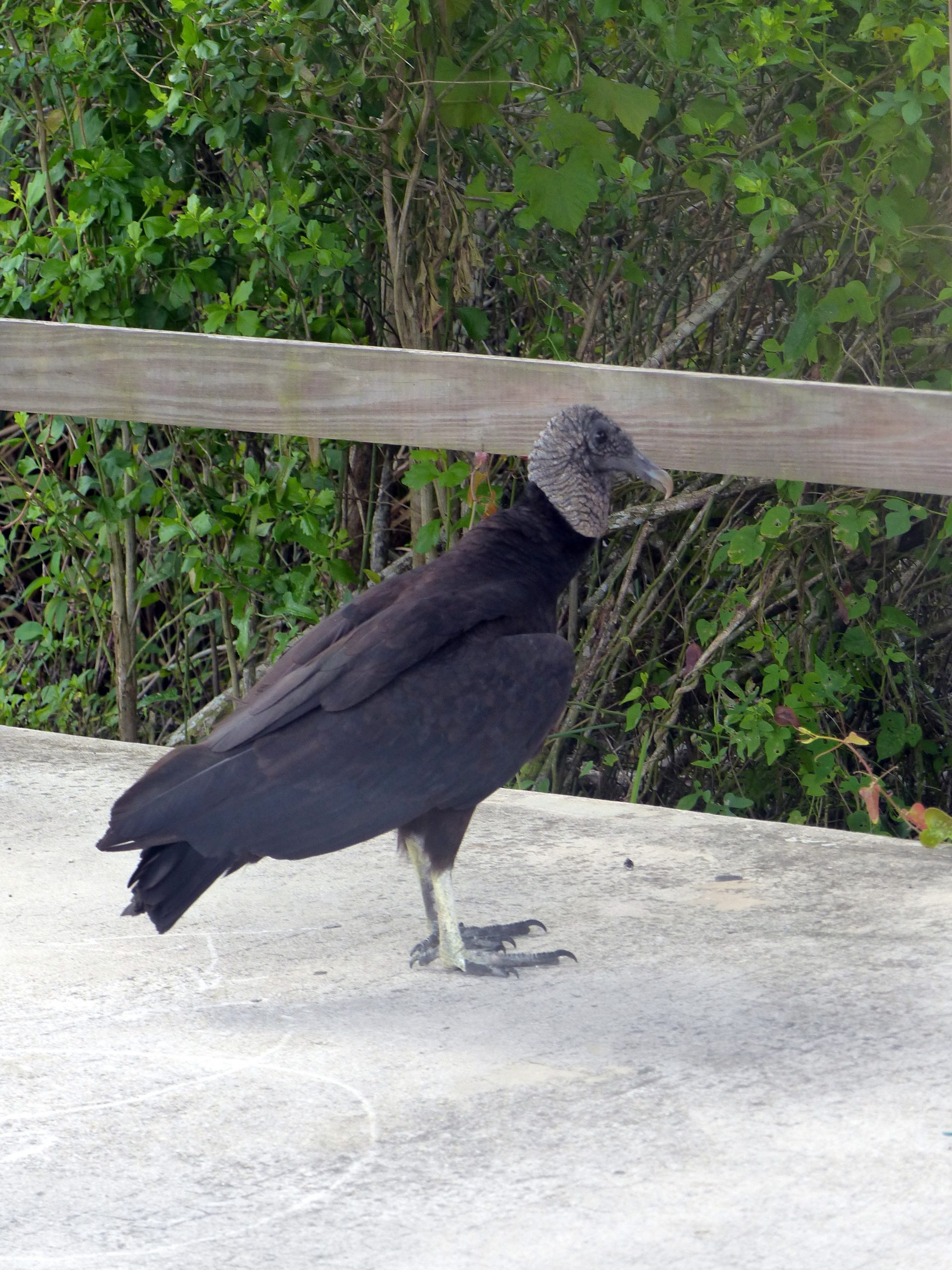 Everglades