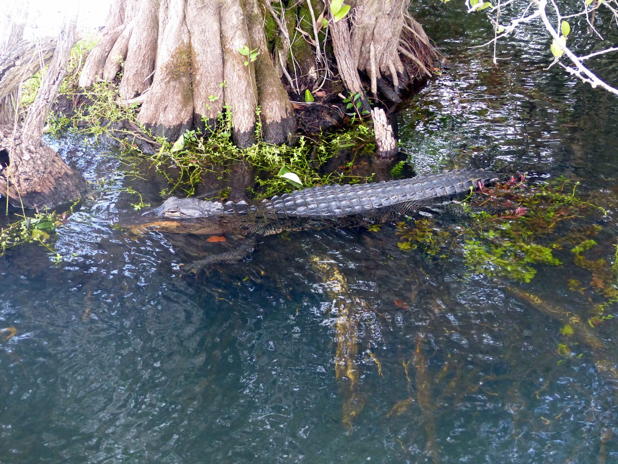 Everglades