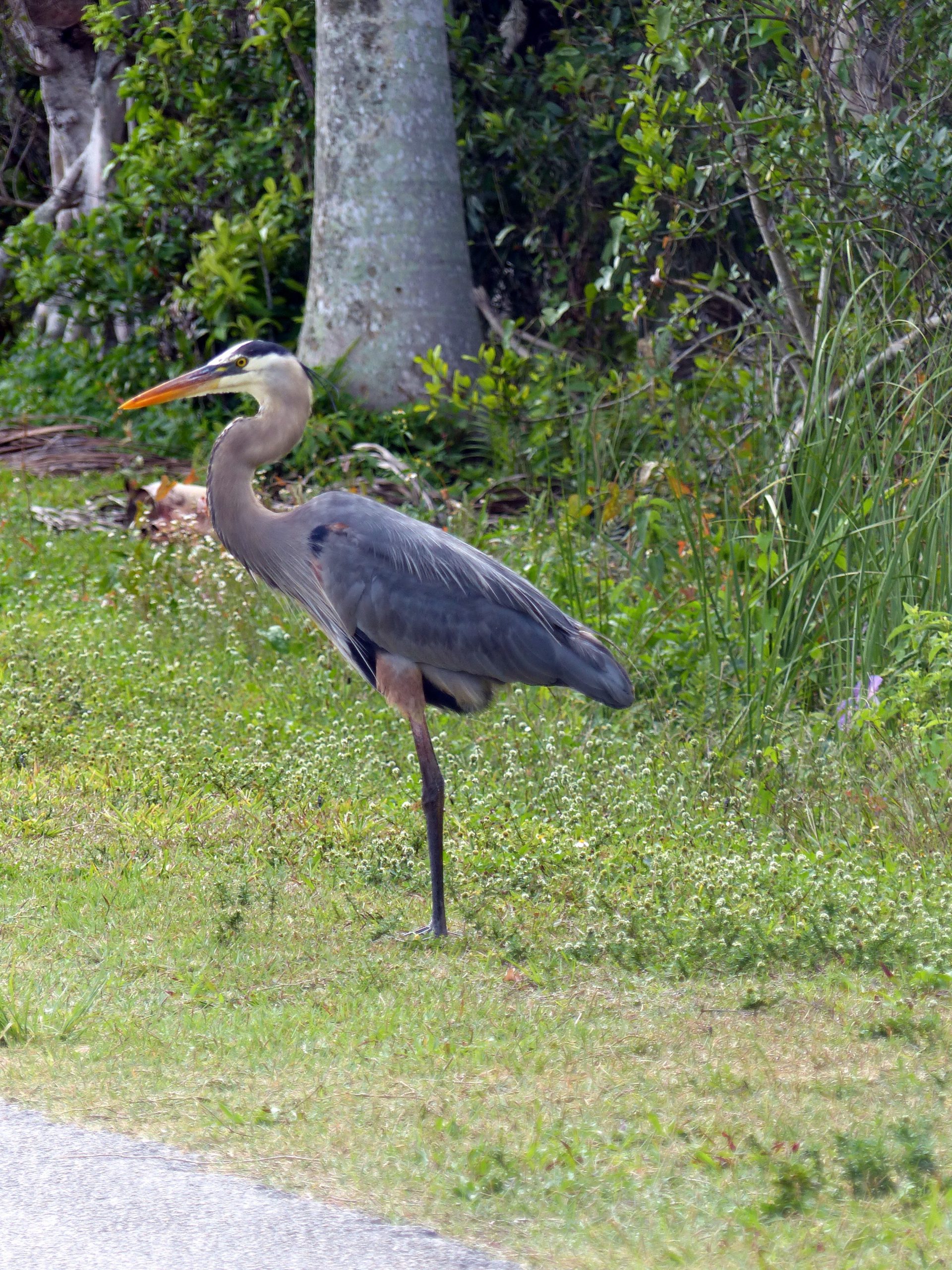 Everglades