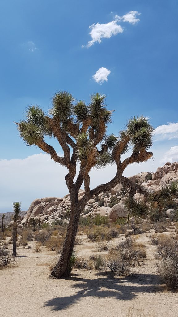 Un Joshua Tree