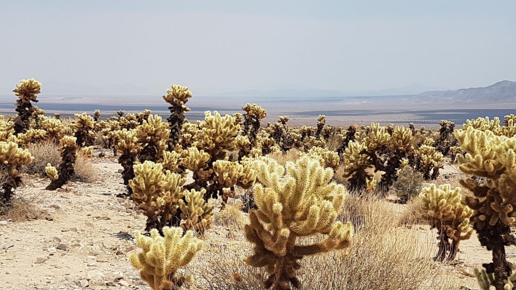 Cholla Cactus Garden