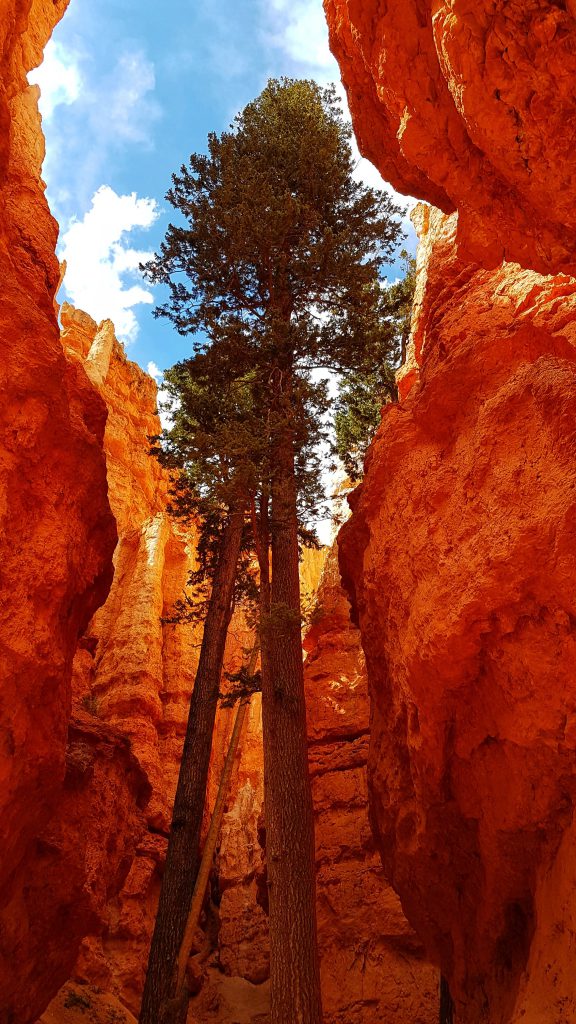 Navajo Loop