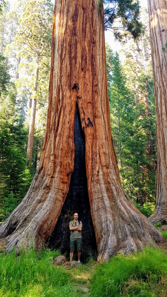 C'est gros un sequoia !