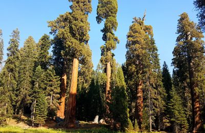 Big Trees Trail