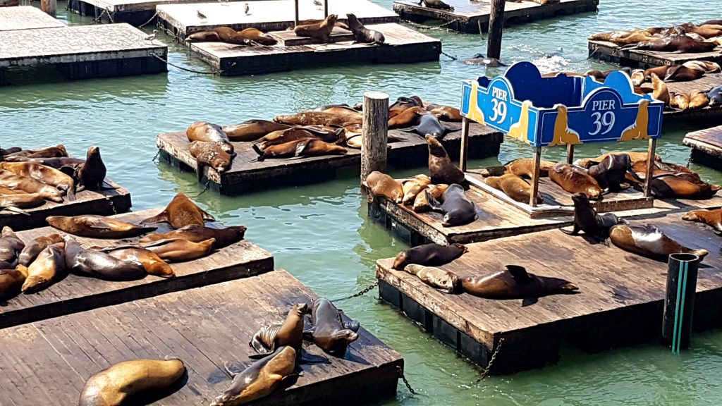 Les otaries de Fisherman's Wharf