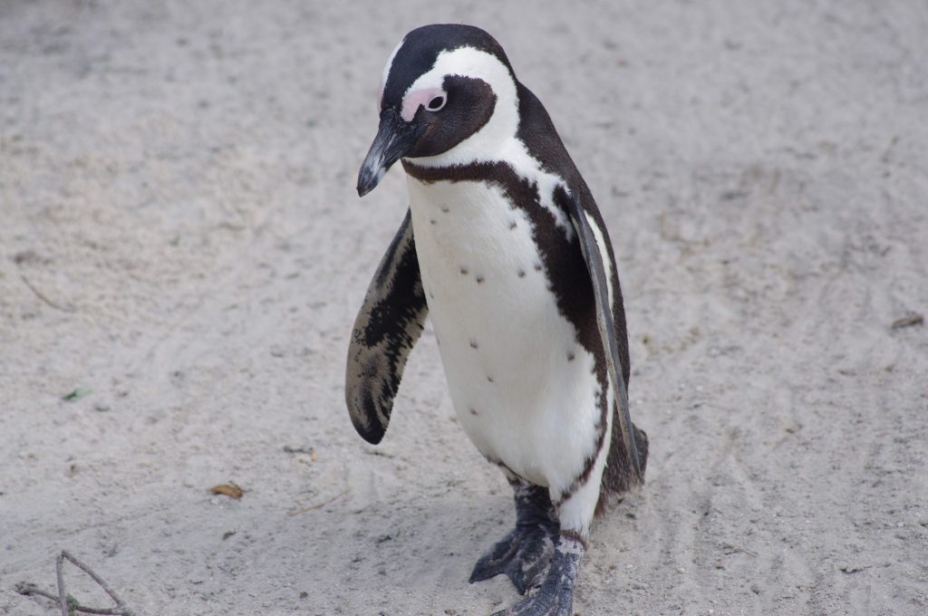 Manchot à Boulders Beach