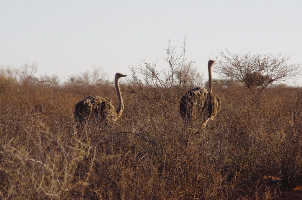 Autruches au Kalahari