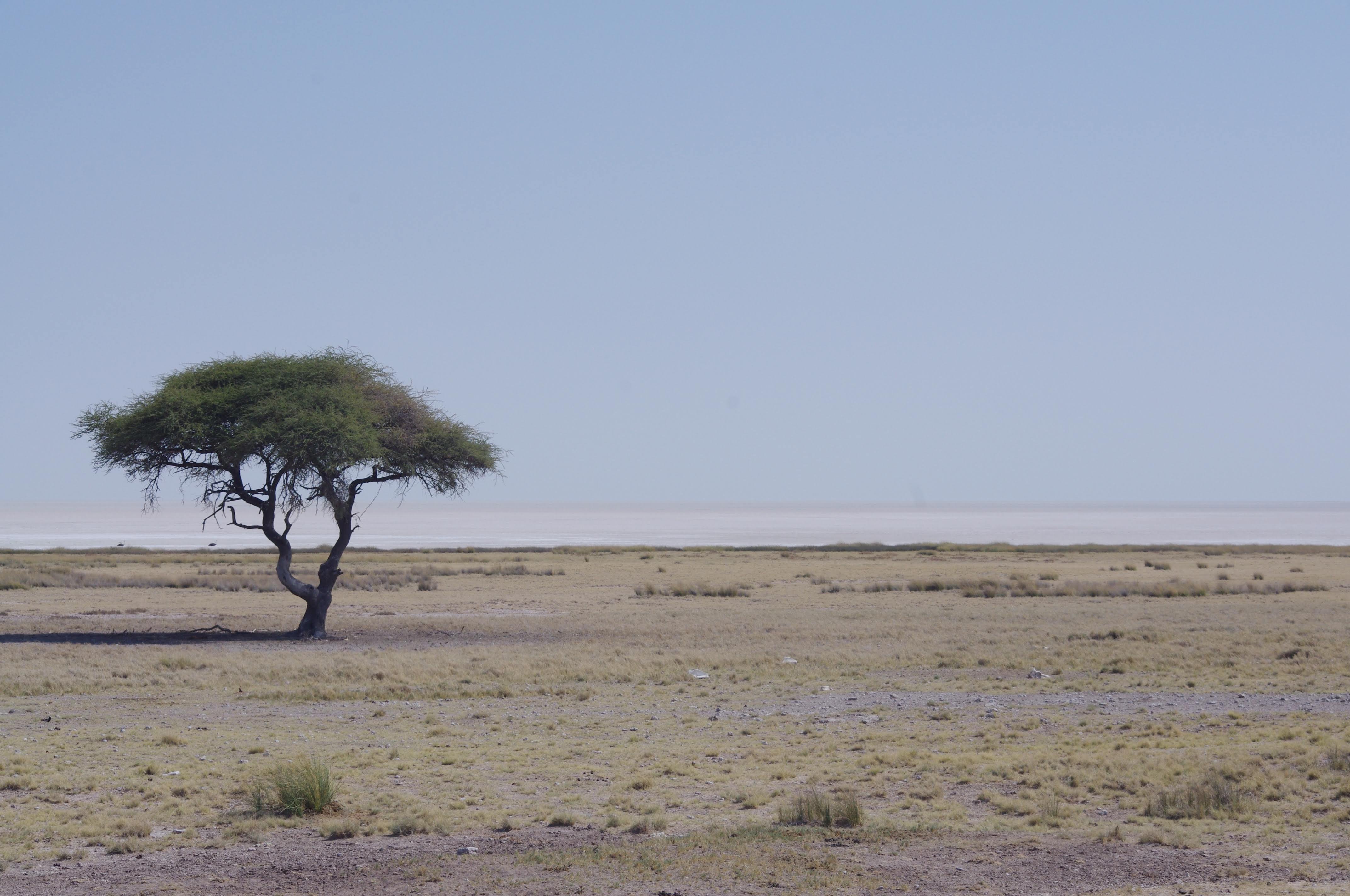 Etosha National Park