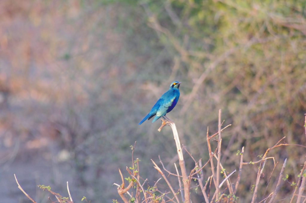 Chobe National Park