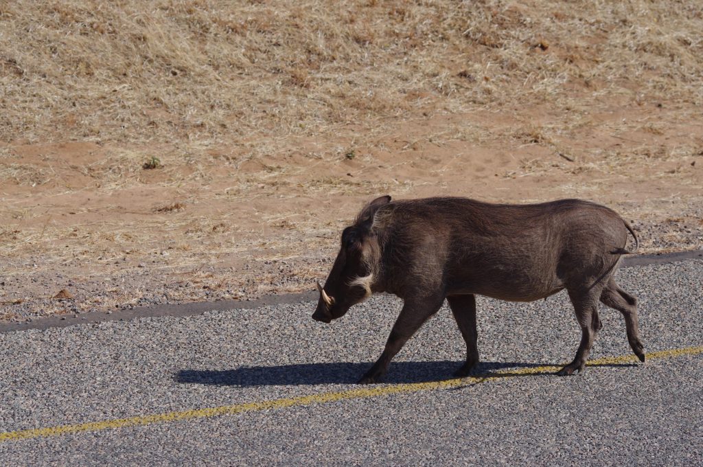 Chobe National Park