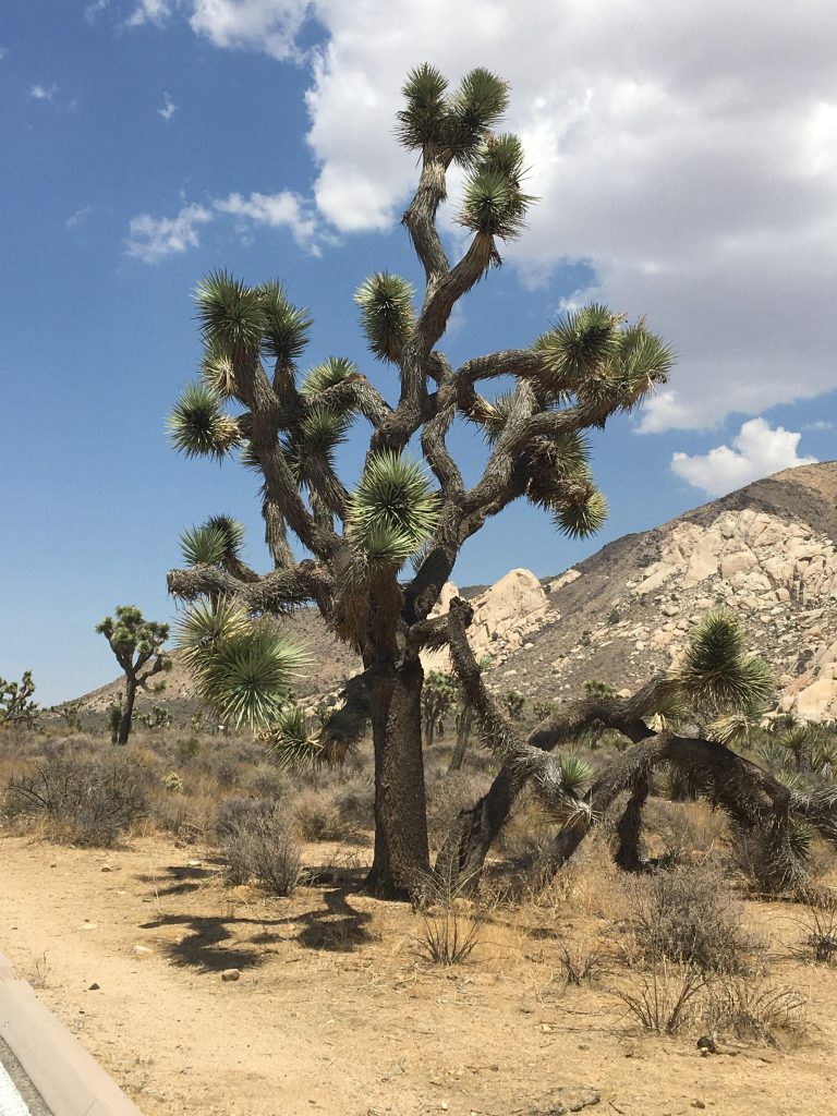 Un Joshua Tree