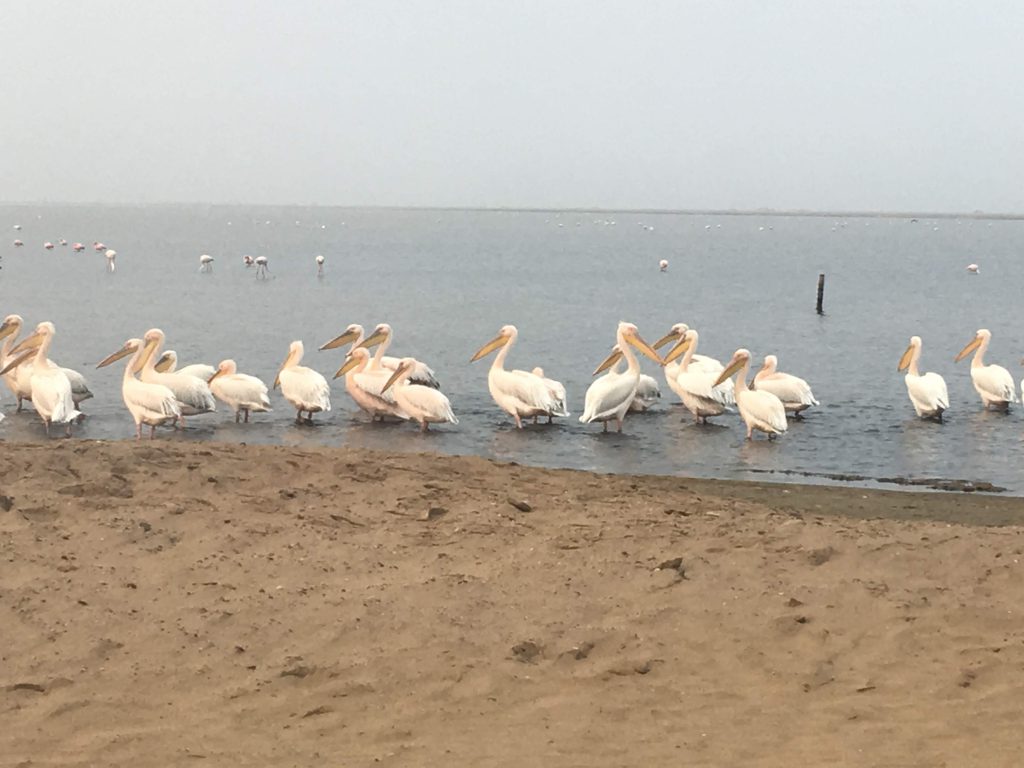 Pélicans à Walvis Bay