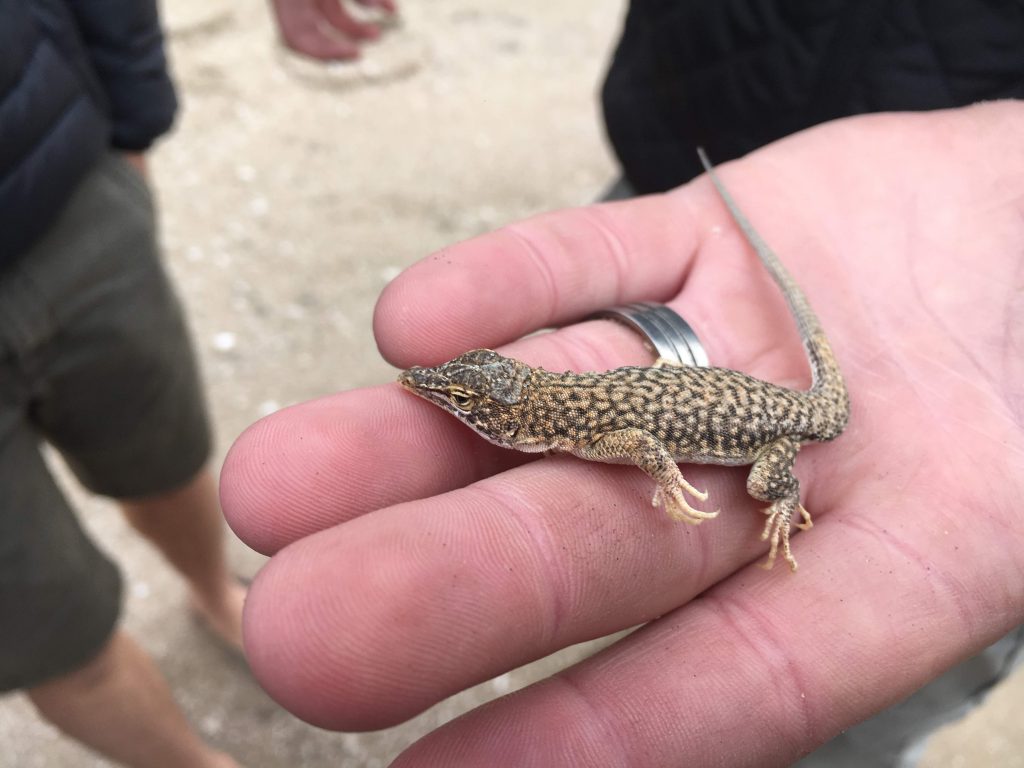 gecko à Sandwich Harbour