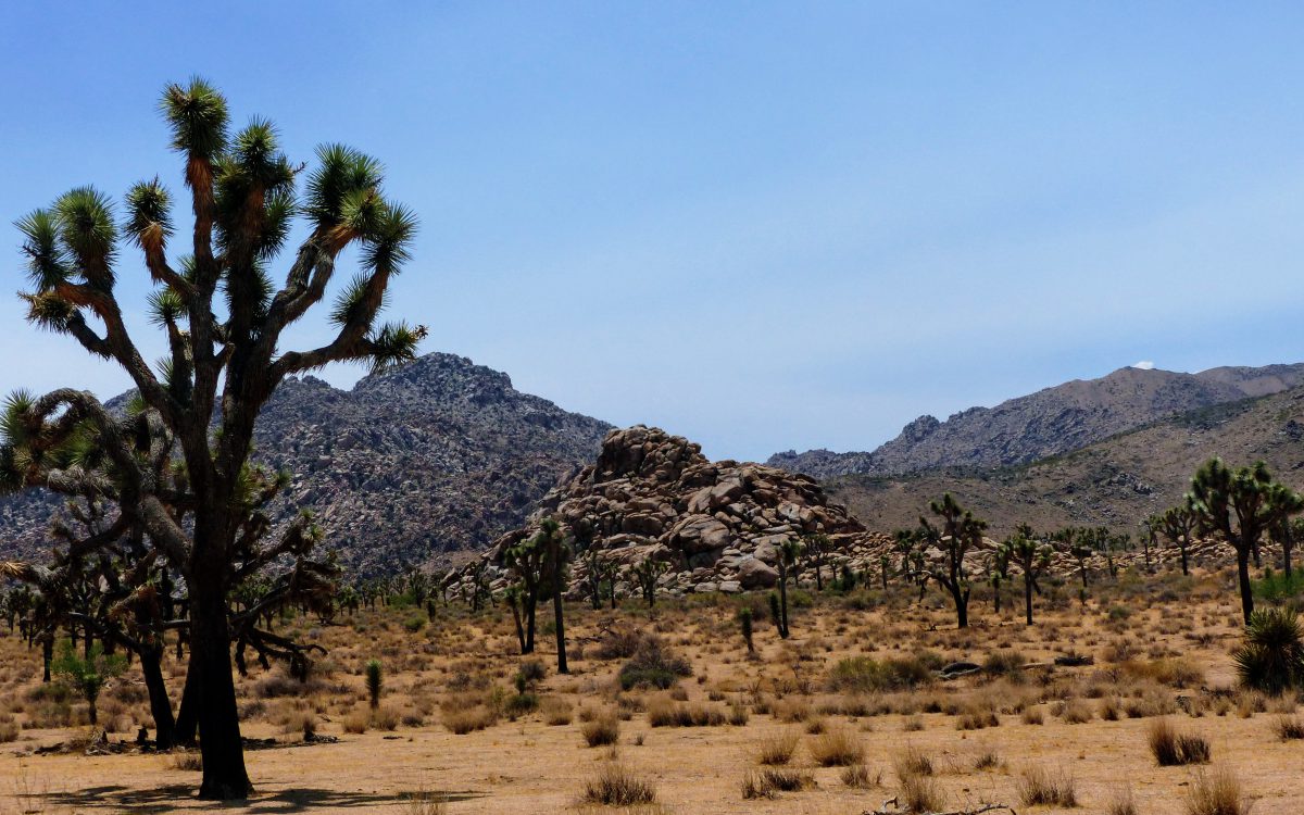 Joshua Tree National Park Joshua Tree National Park