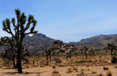 Joshua Tree National Park