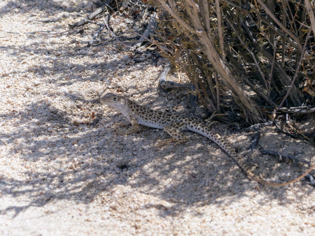 Un lézard dans Joshua Tree National Park