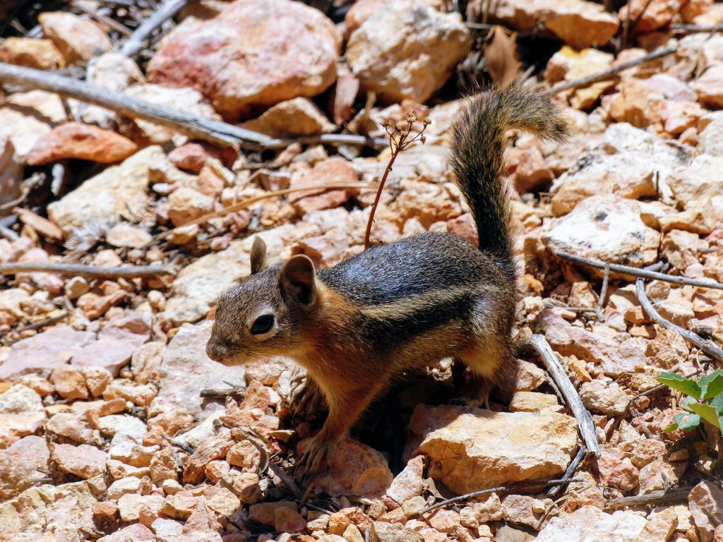 Un squirrel