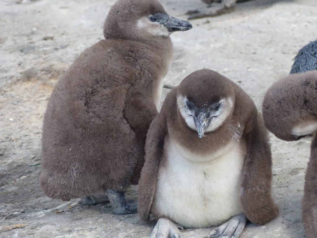 Manchots à Boulders Beach