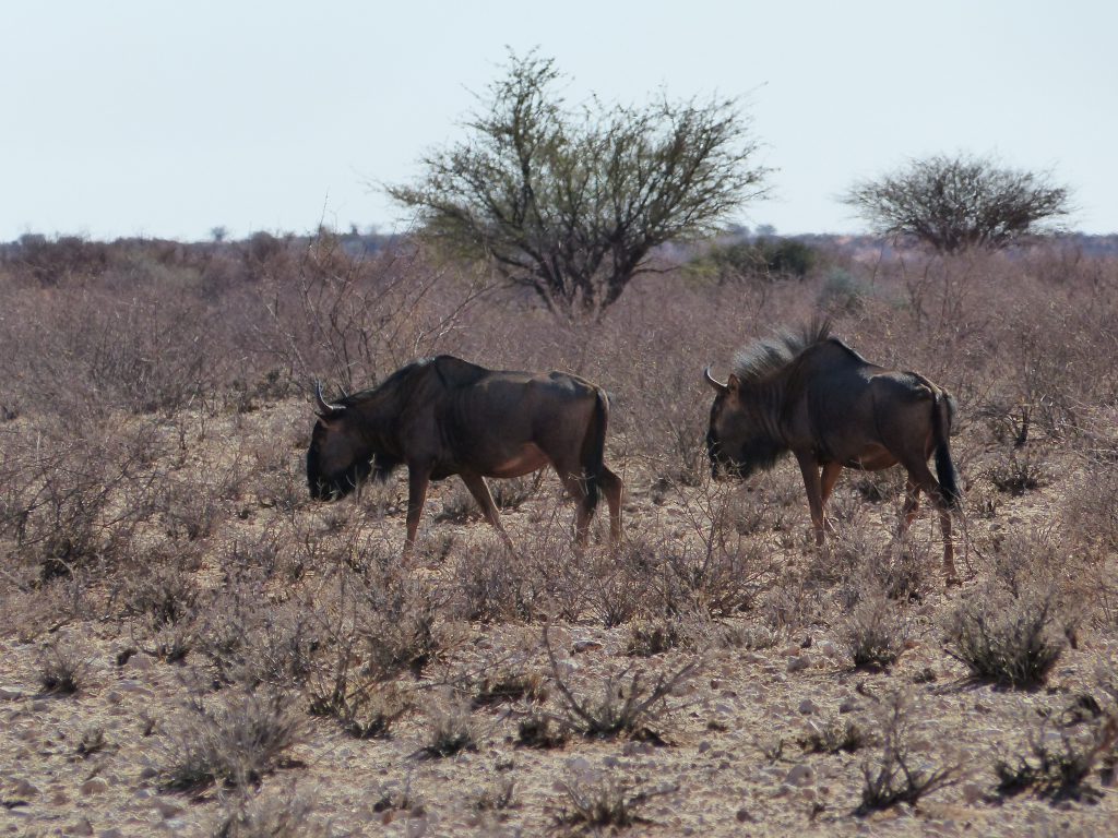 Des gnous au Kalahari