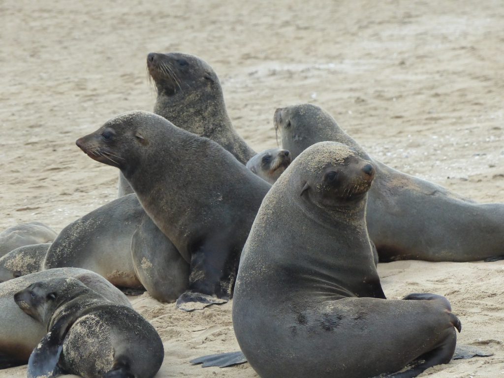 Otaries à Walvis Bay