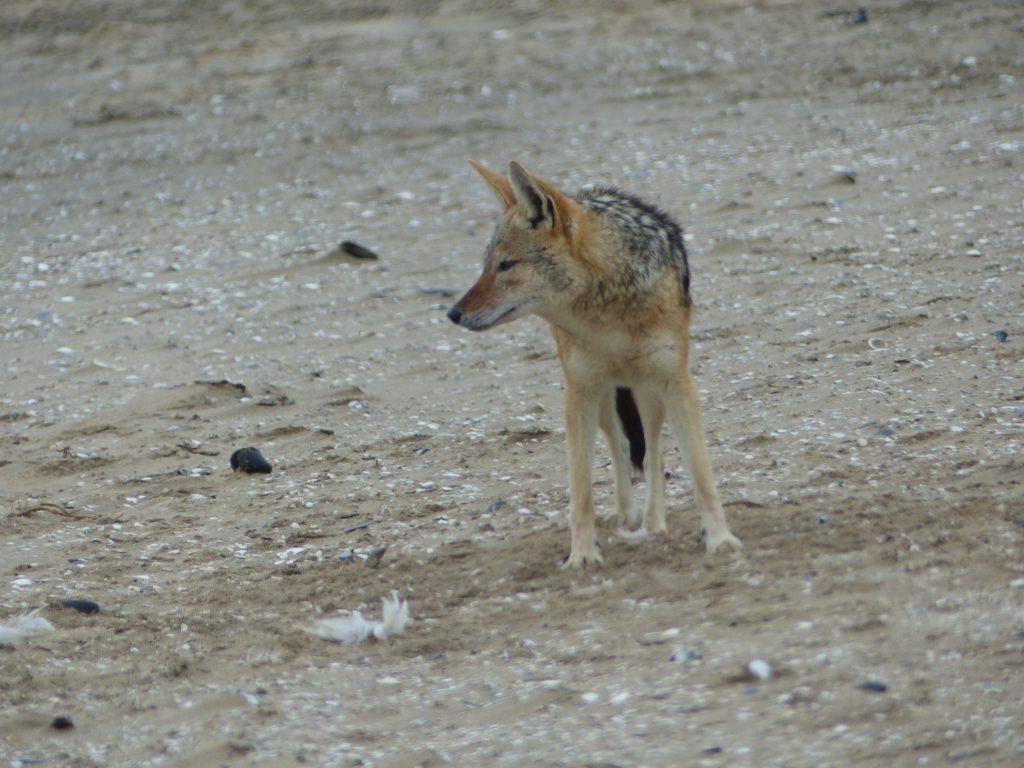 Chacal à Walvis Bay