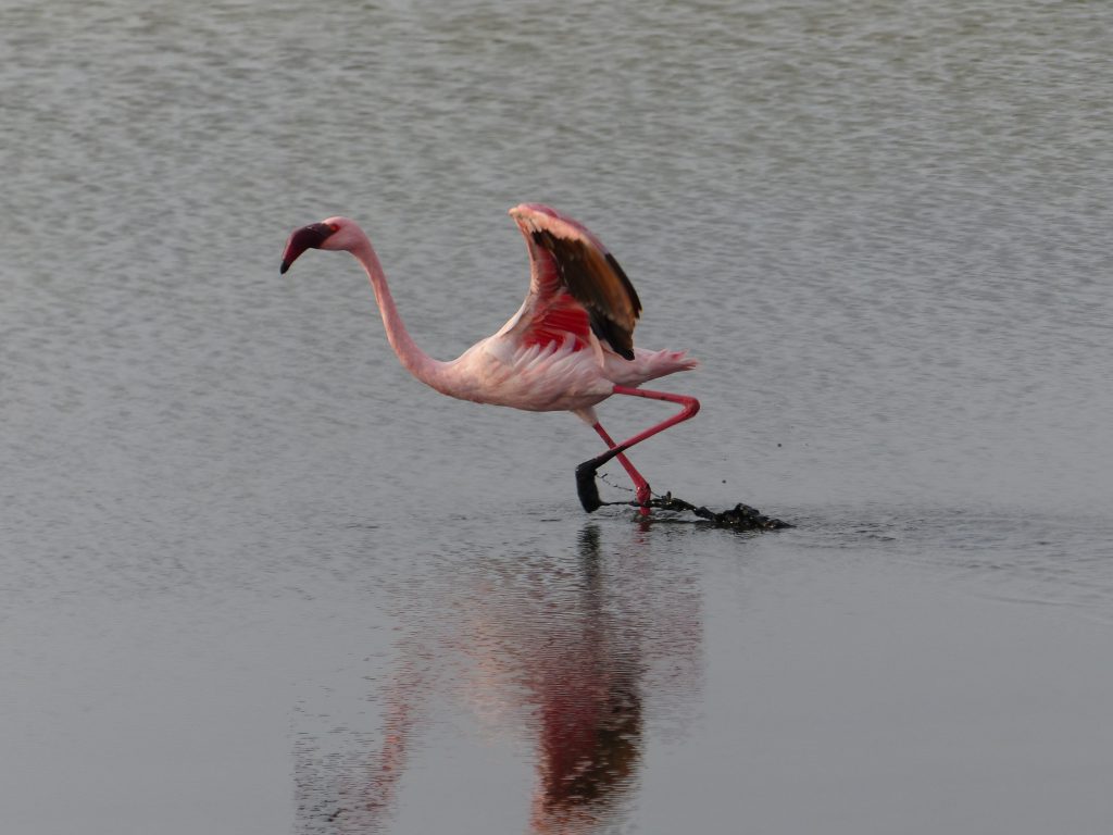Flamand rose à Walvis Bay