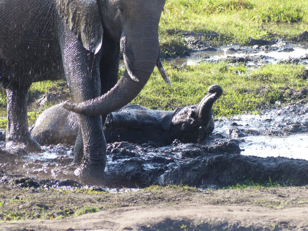 Elephants à Chobe National Park