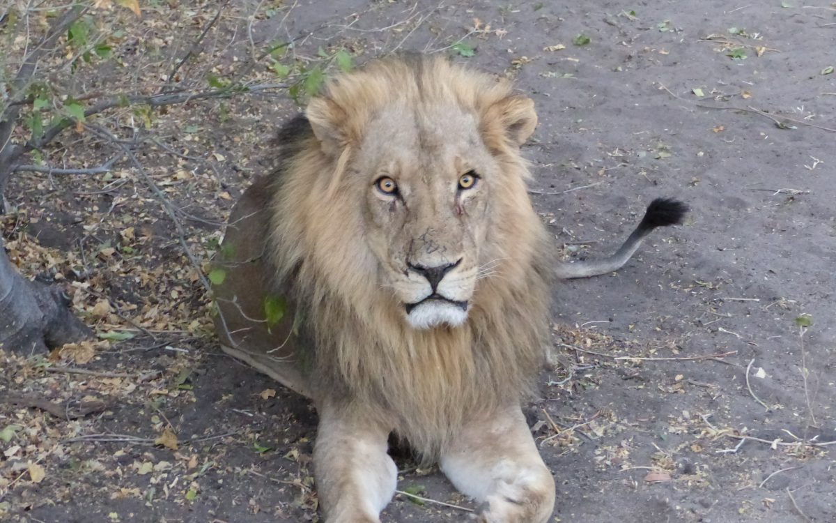 Chobe National Park Chobe National Park