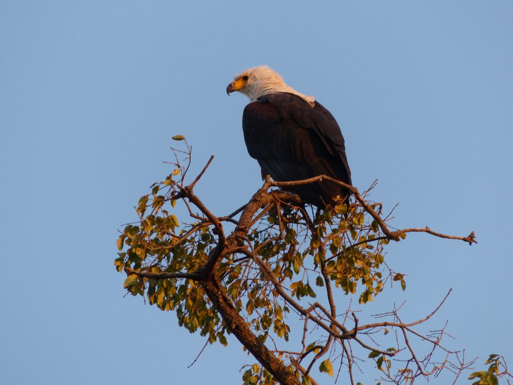 Chobe National Park