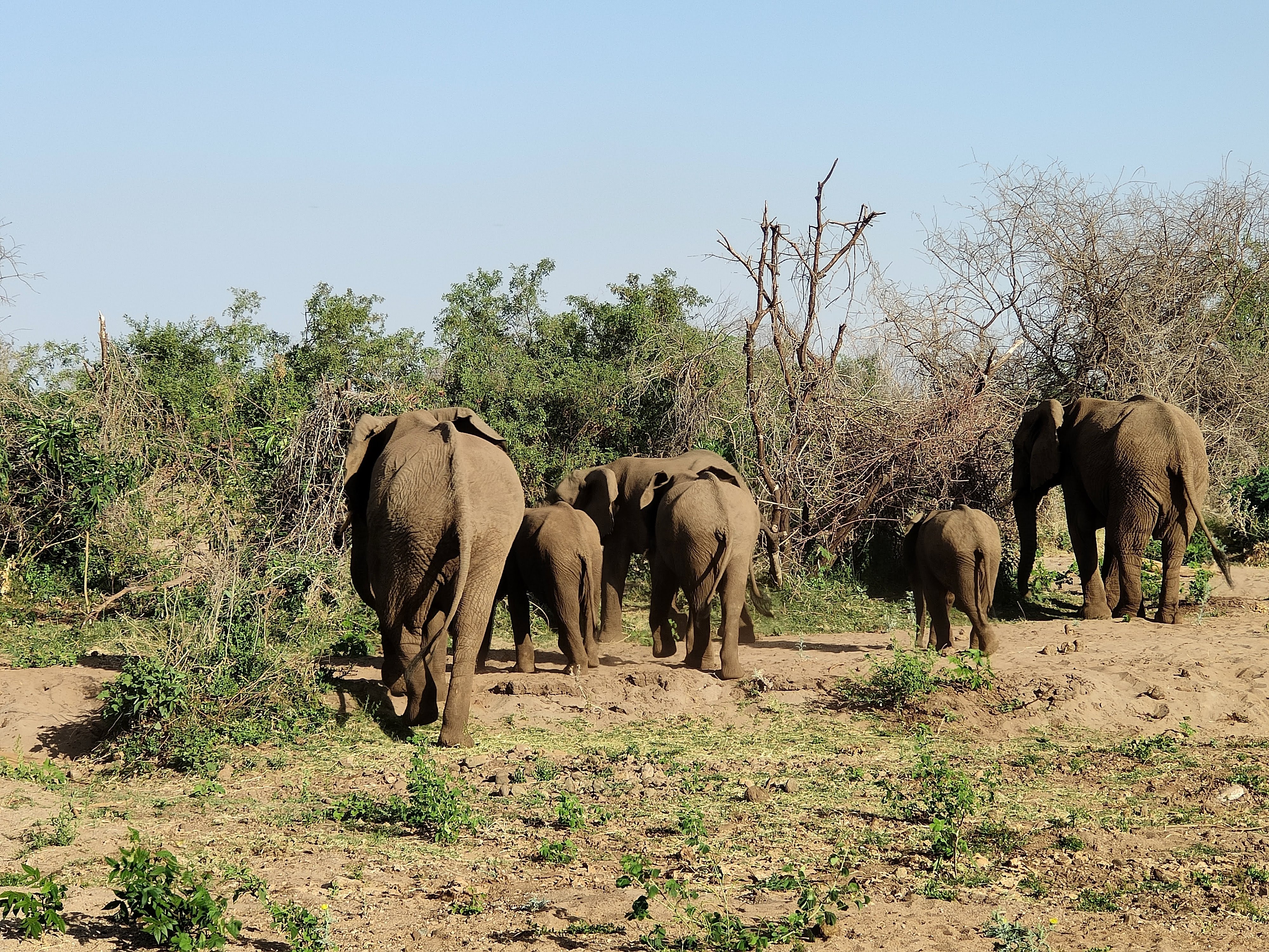 El├®phants au lac Manyara