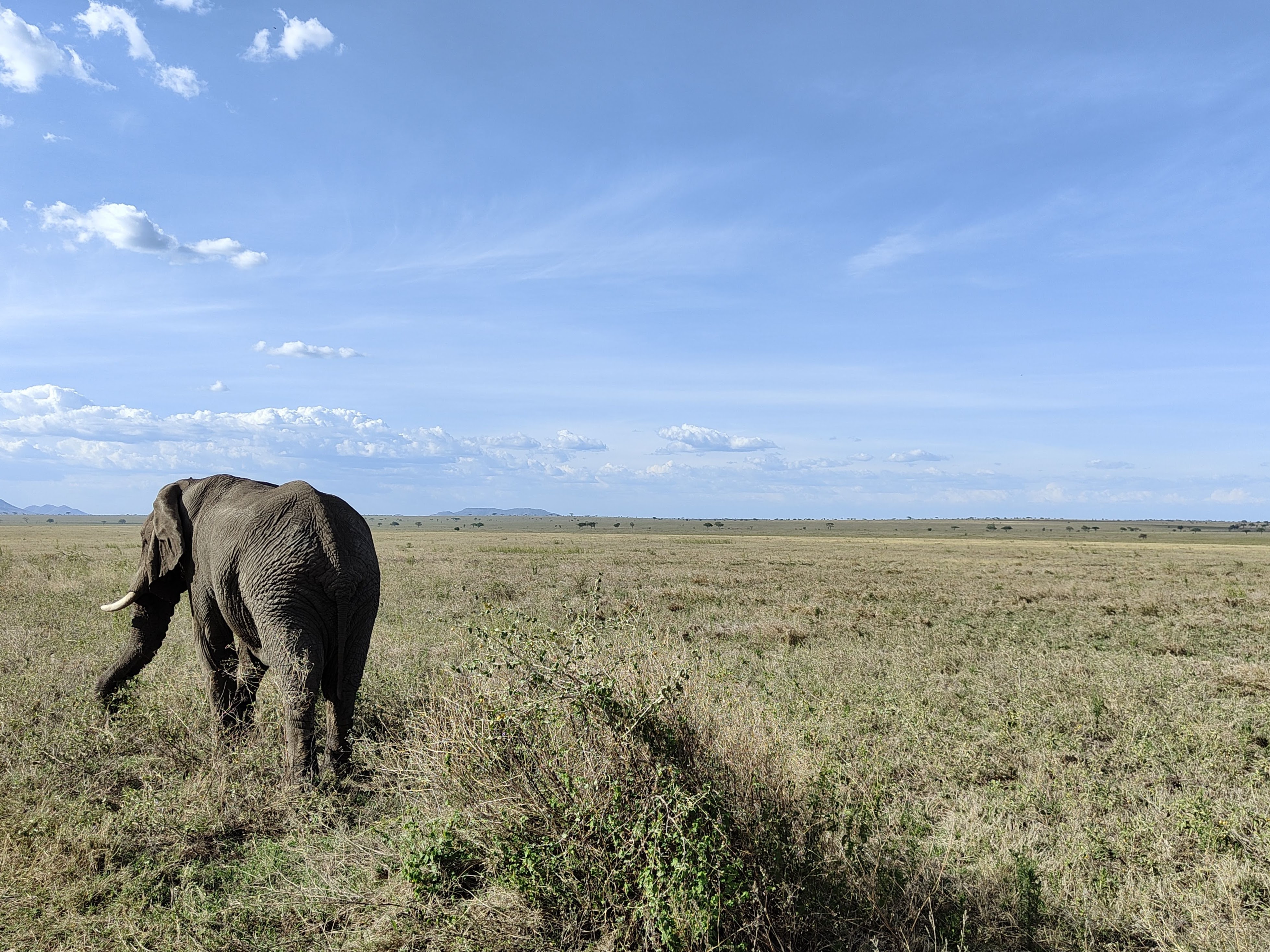 El├®phant au Serengeti