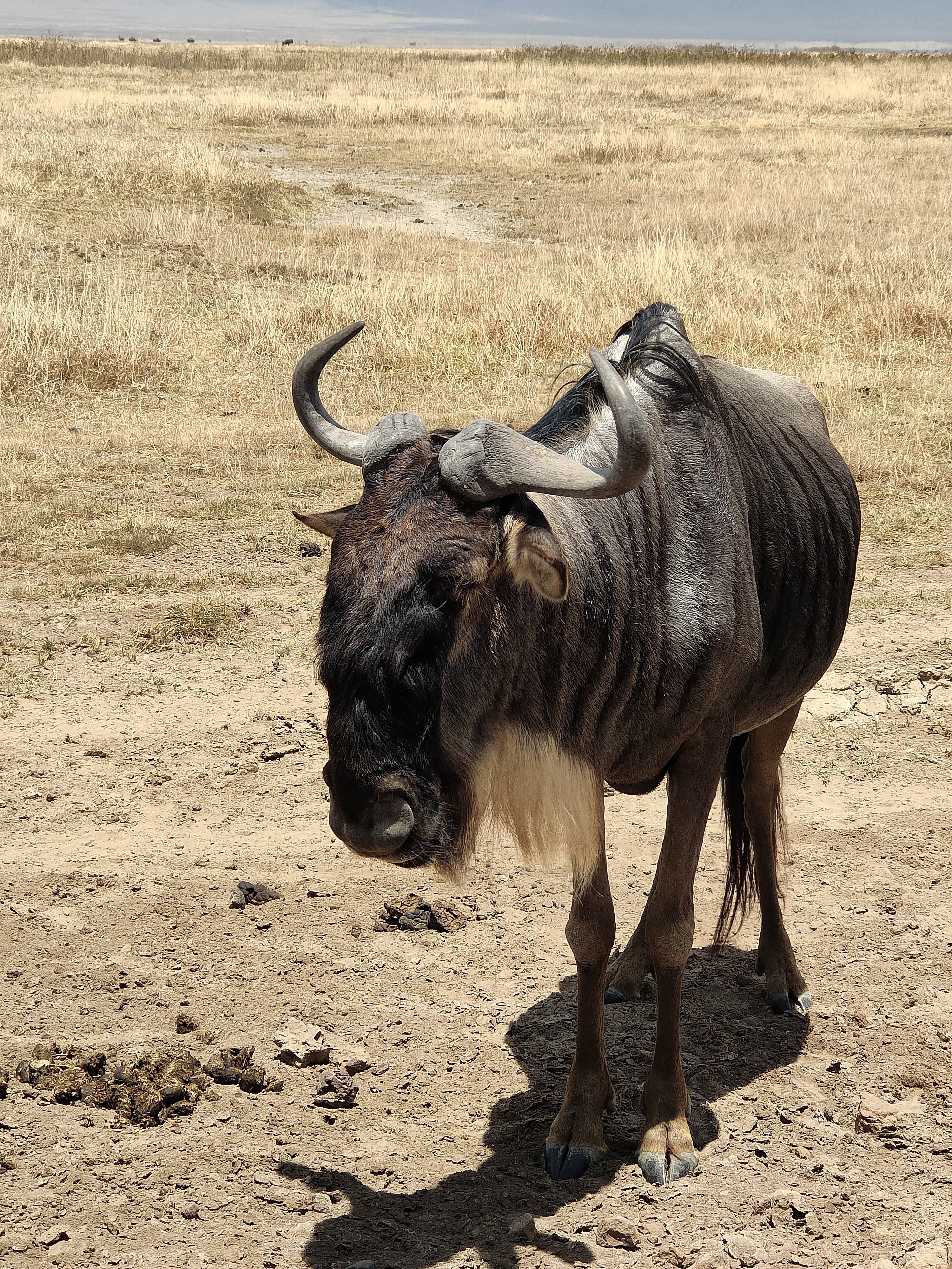 Gnou dans le cratère de Ngorongoro