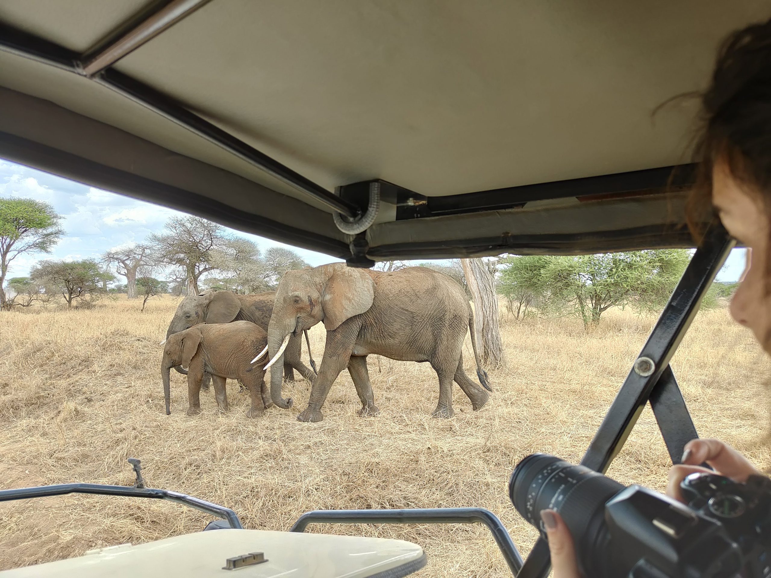 Eléphants au Tarangire