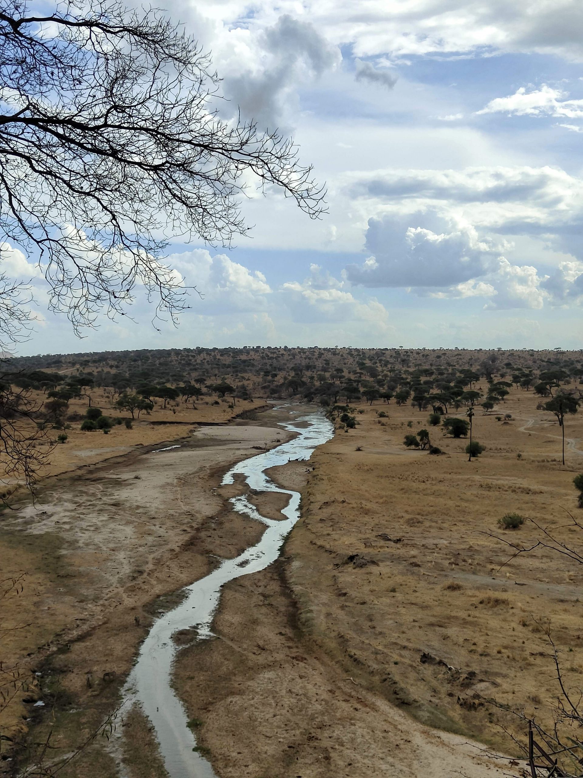 Parc du Tarangire