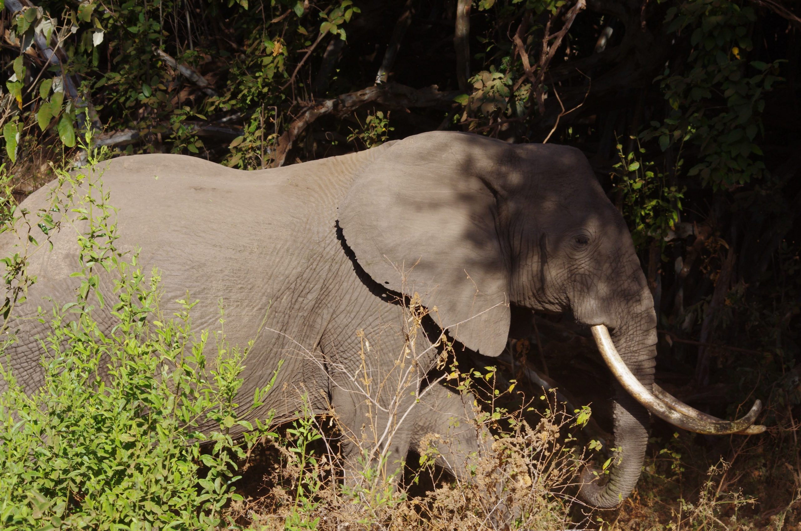 Eléphant au lac Manyara