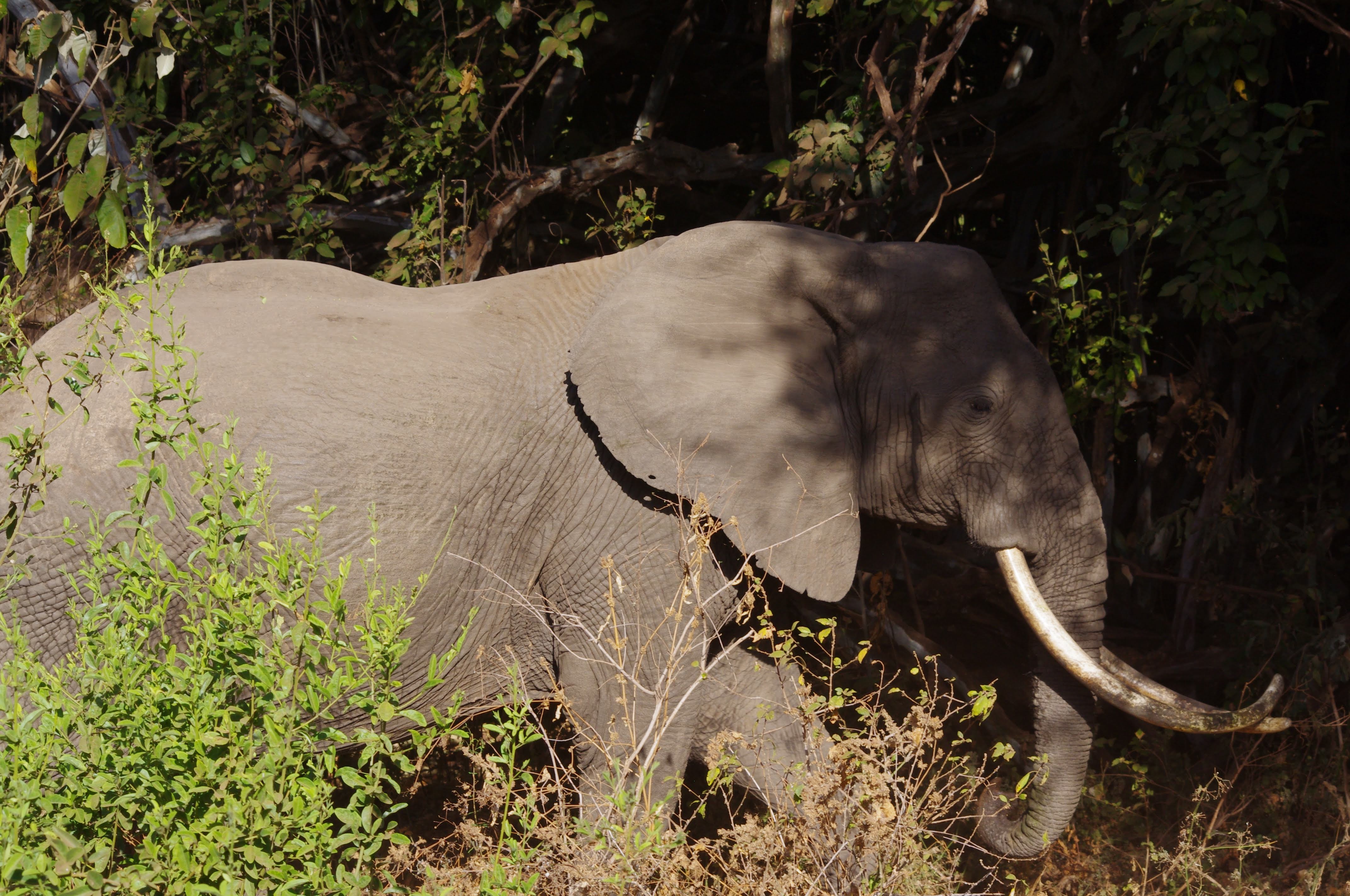El├®phant au lac Manyara