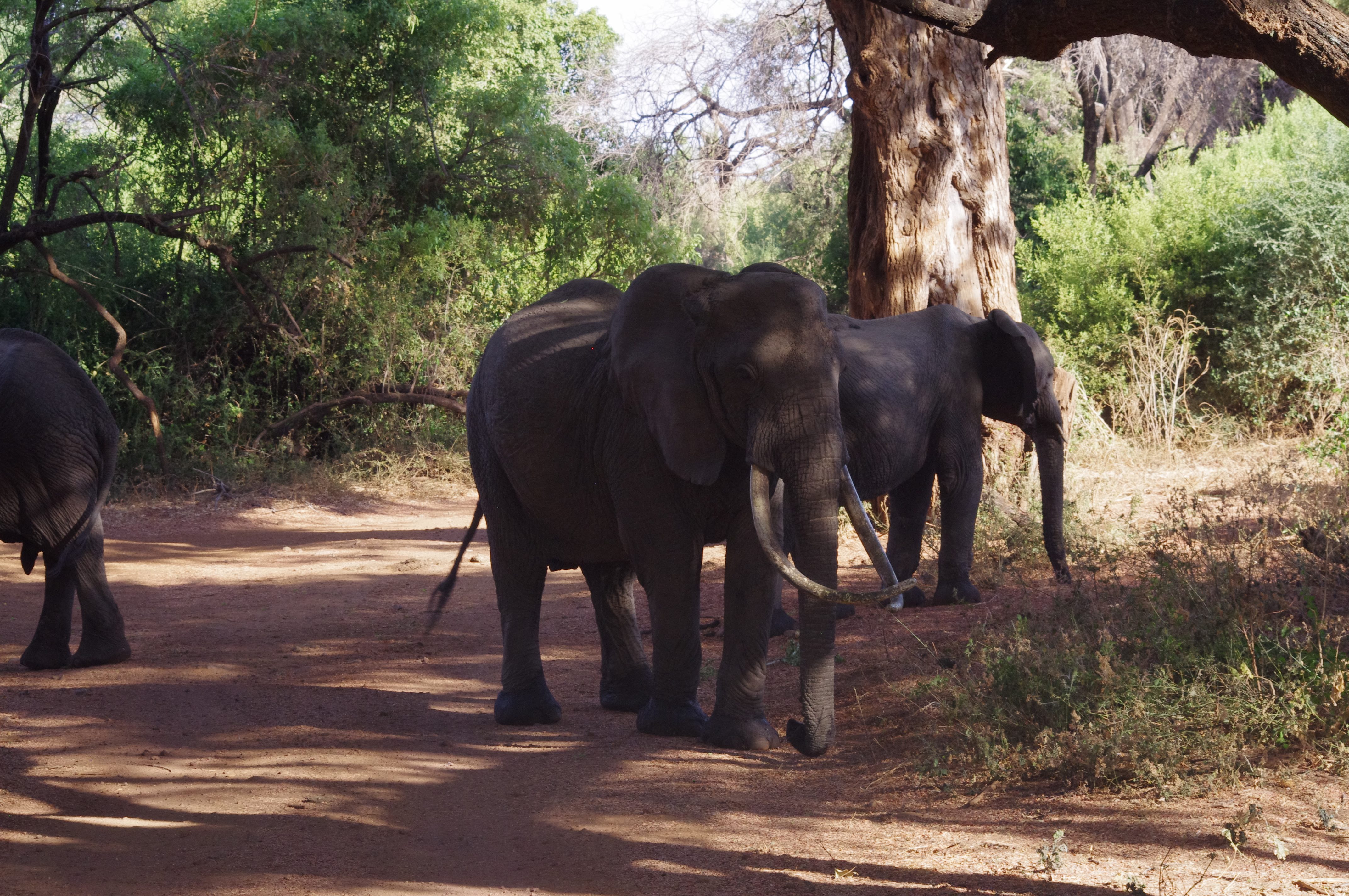 El├®phants au lac Manyara