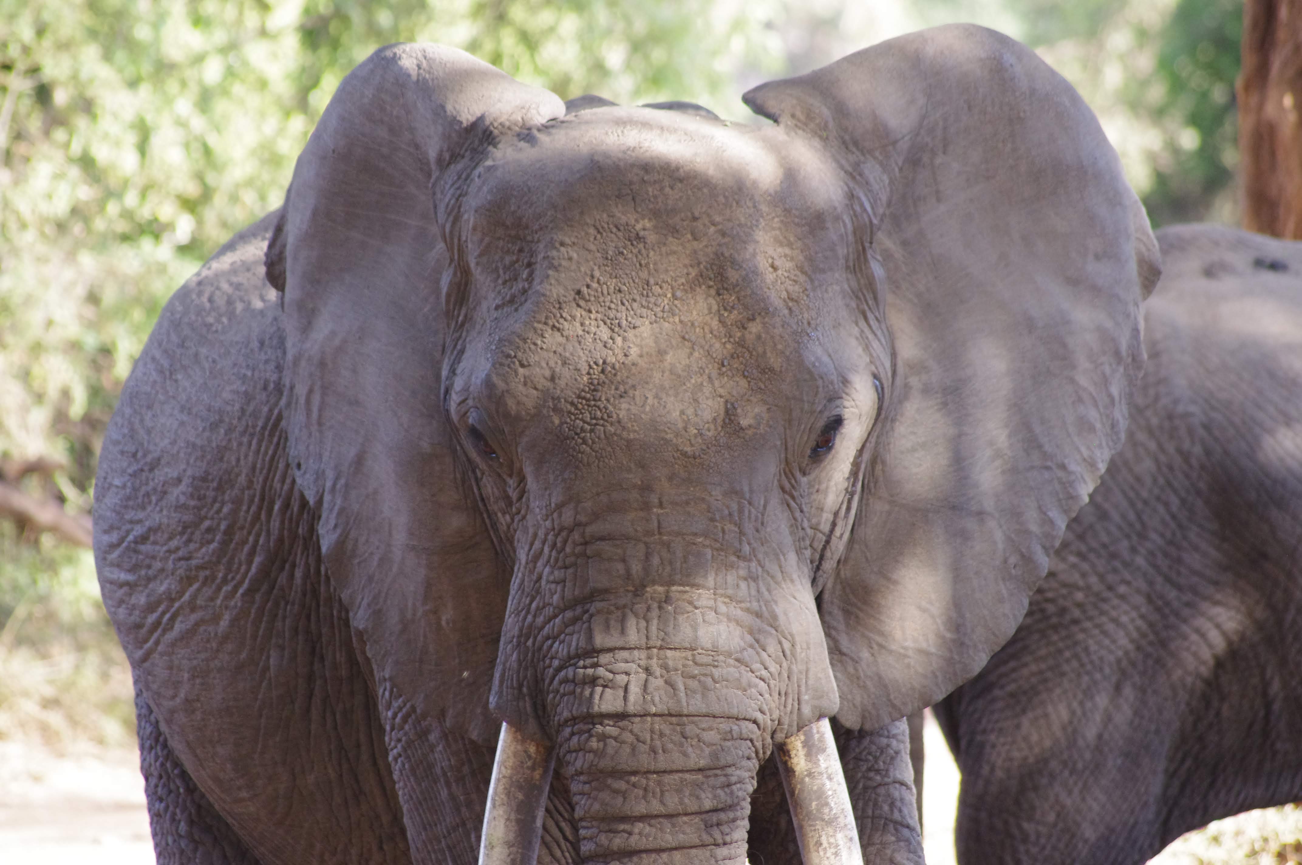 El├®phant au lac Manyara