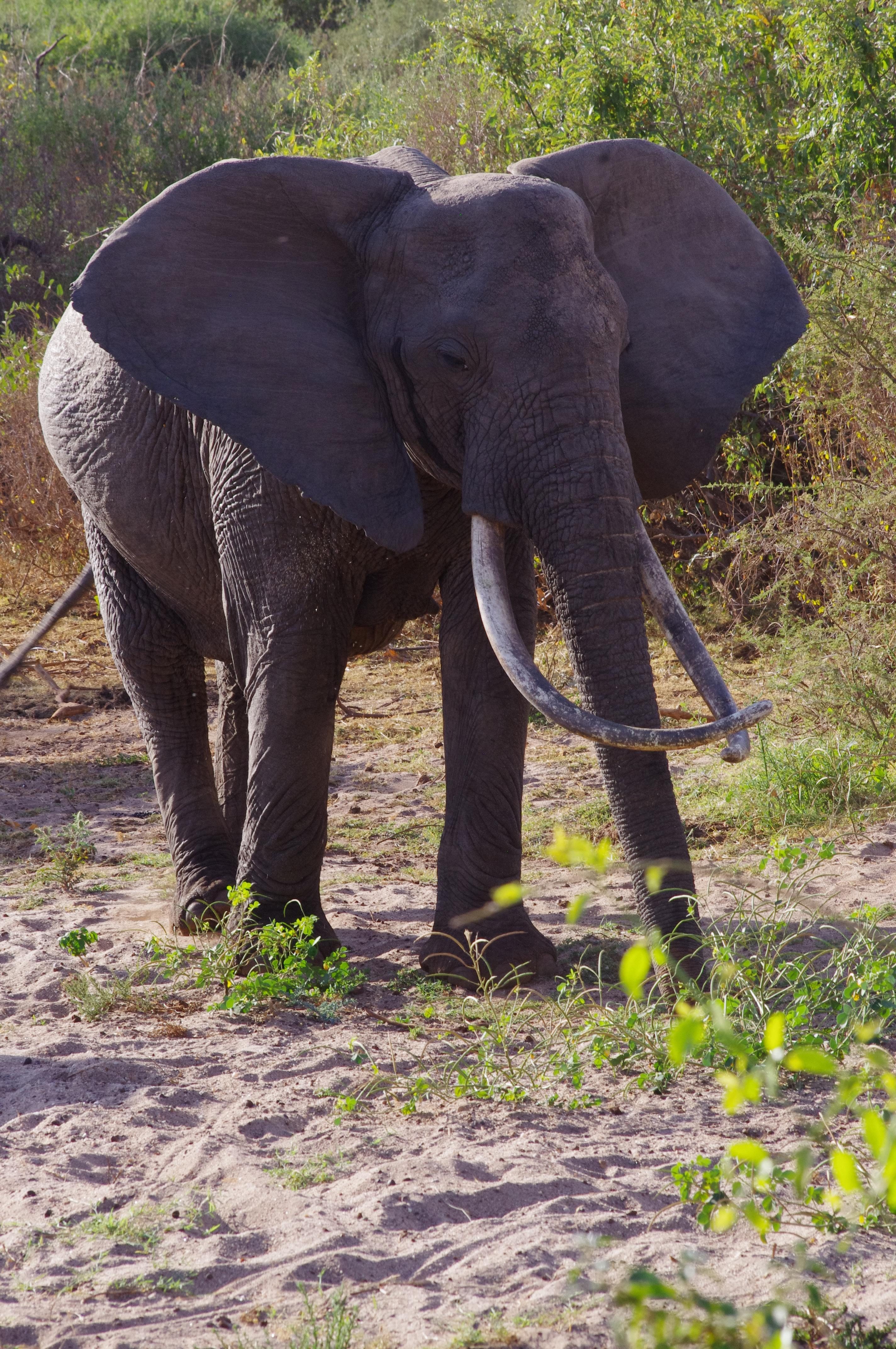 El├®phant au lac Manyara