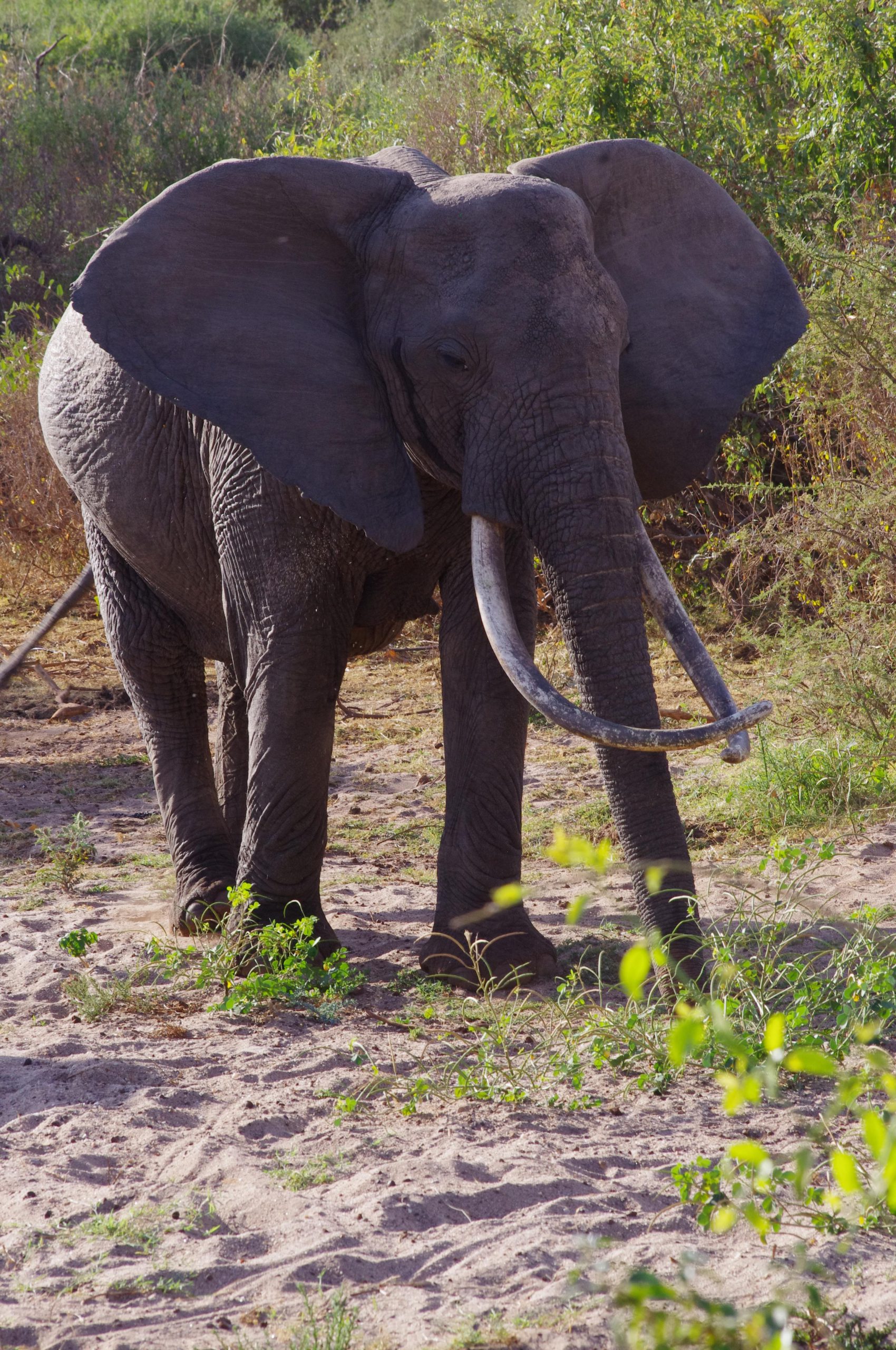 Eléphant au lac Manyara