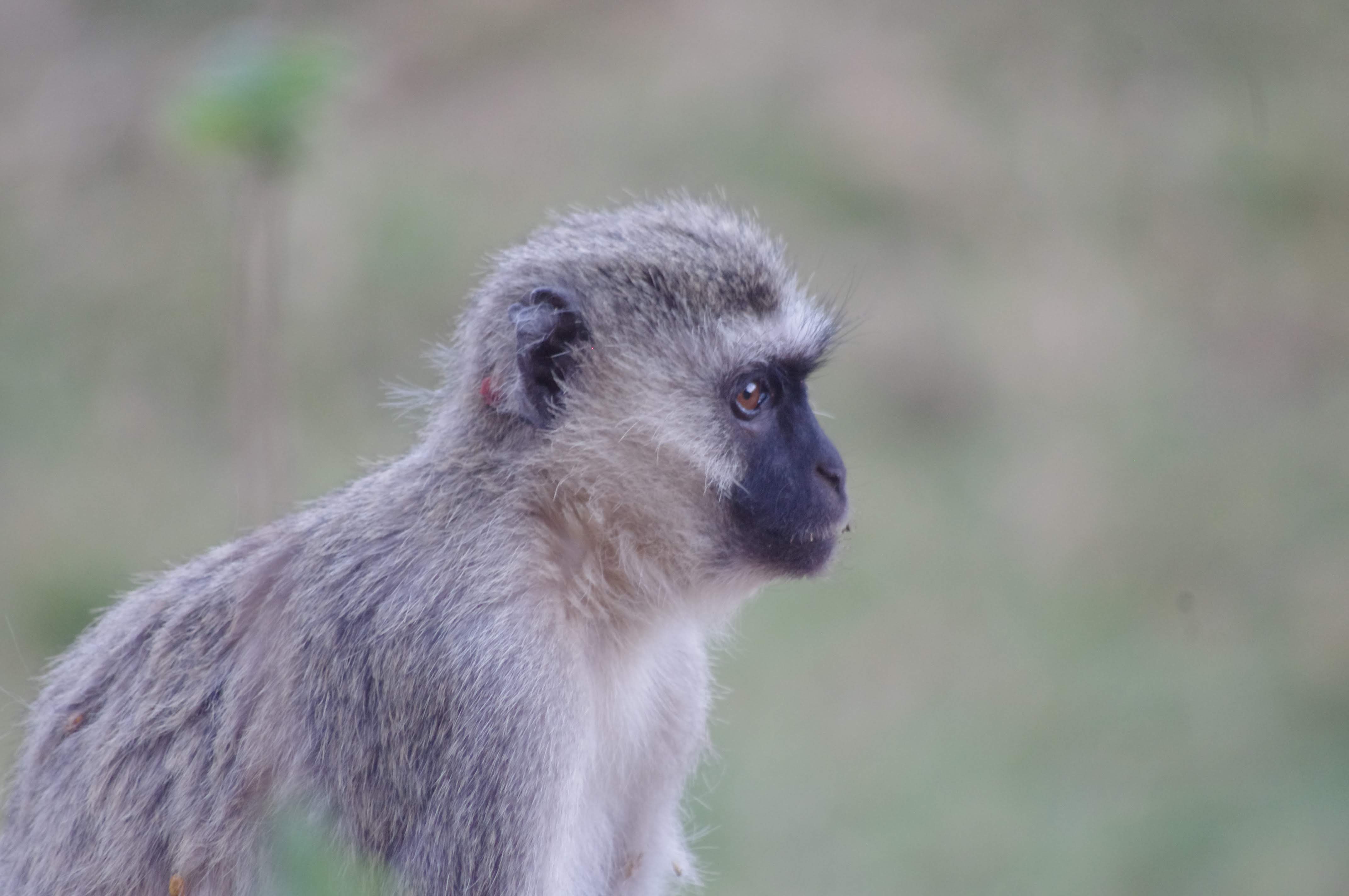 Singe vert au Lac Manyara