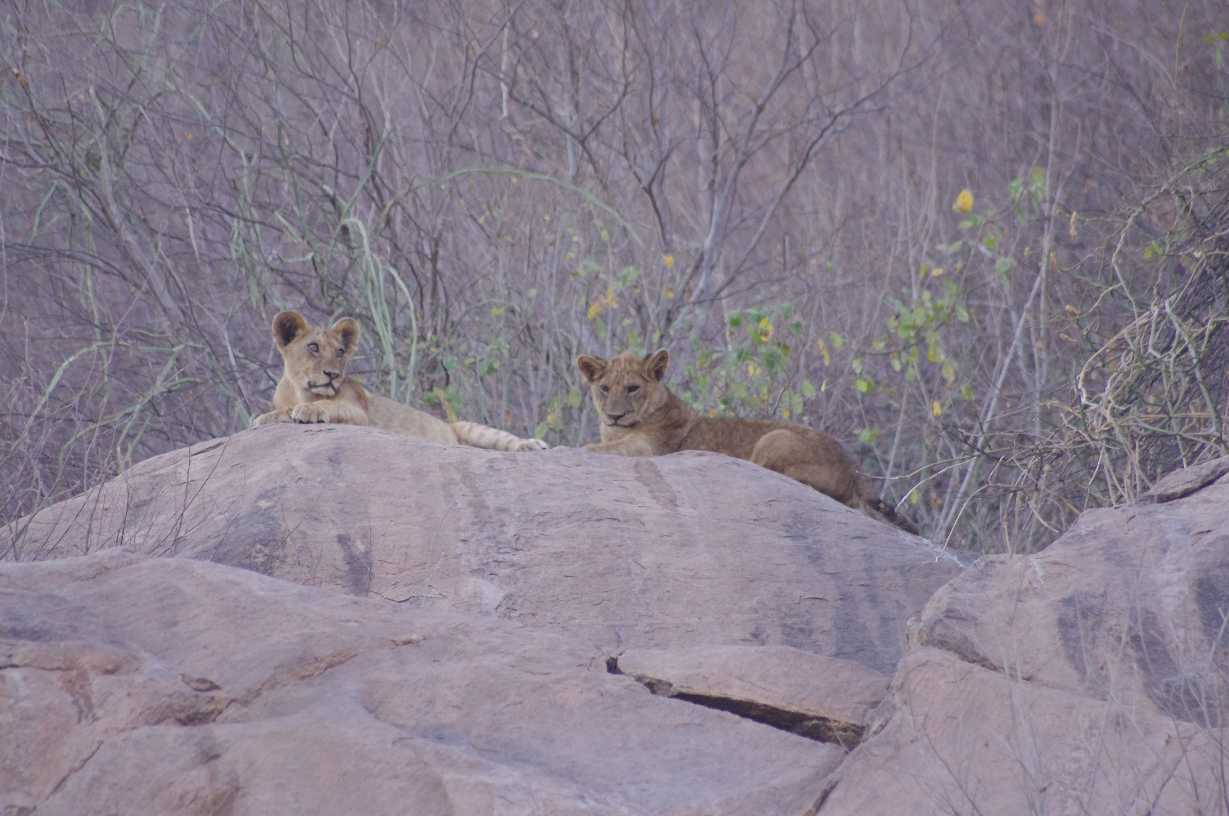 Lionceaux au Lac Manyara