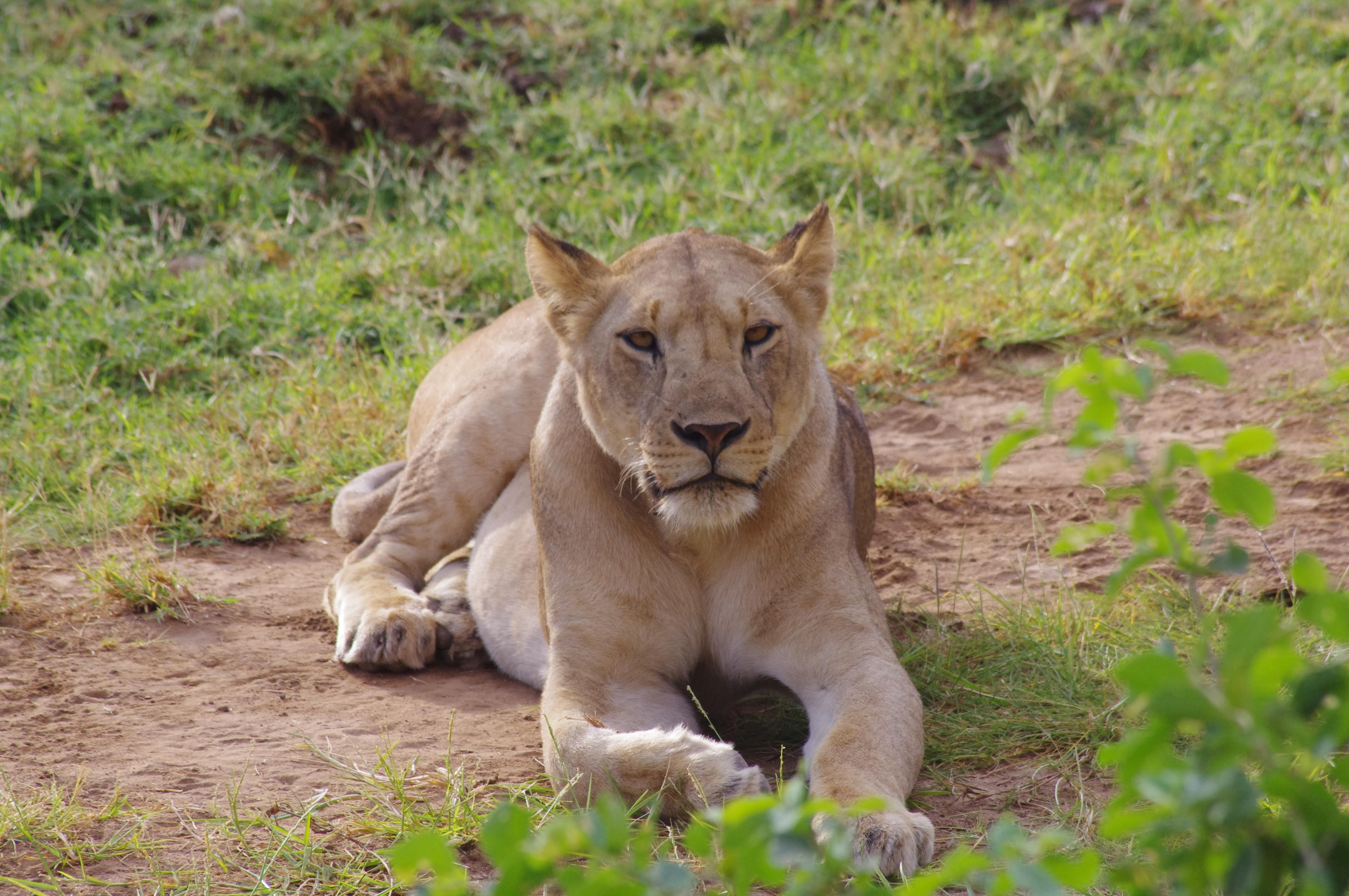 Lionne au Lac Manyara
