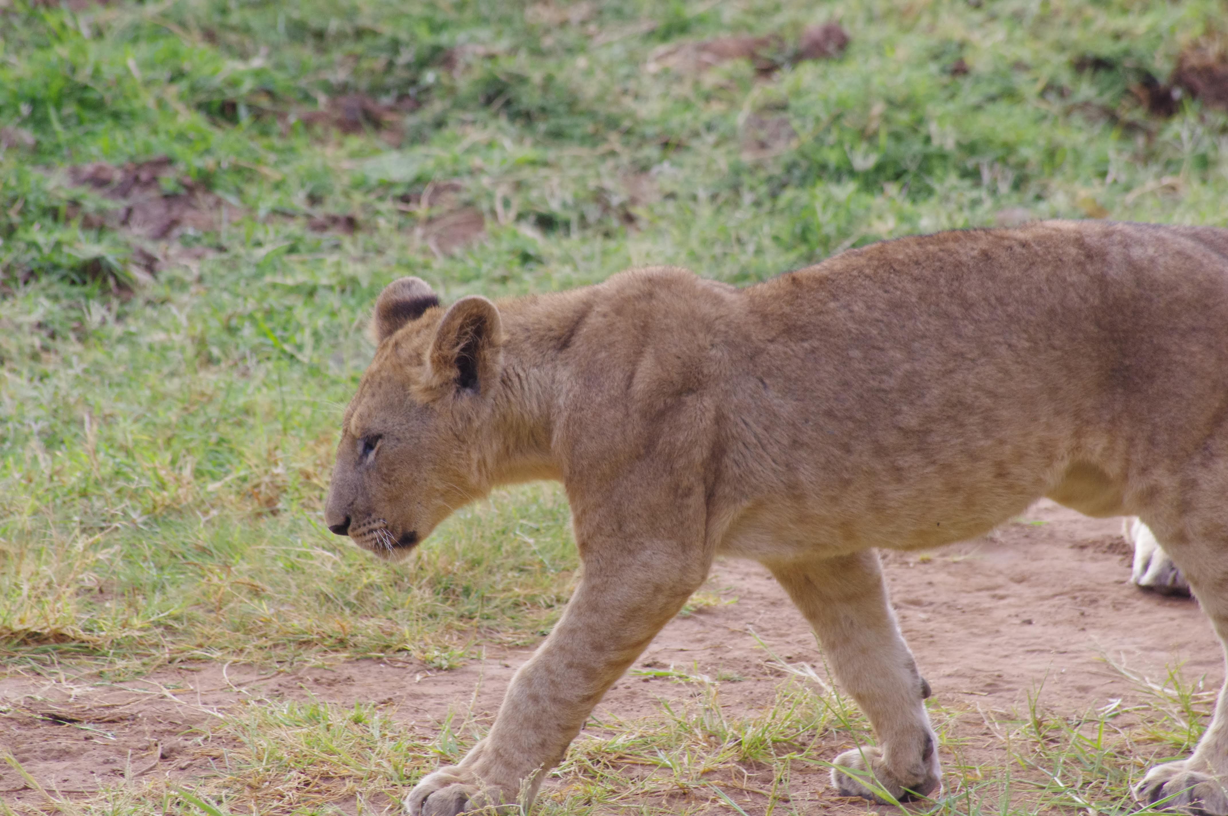 Lionne au Lac Manyara