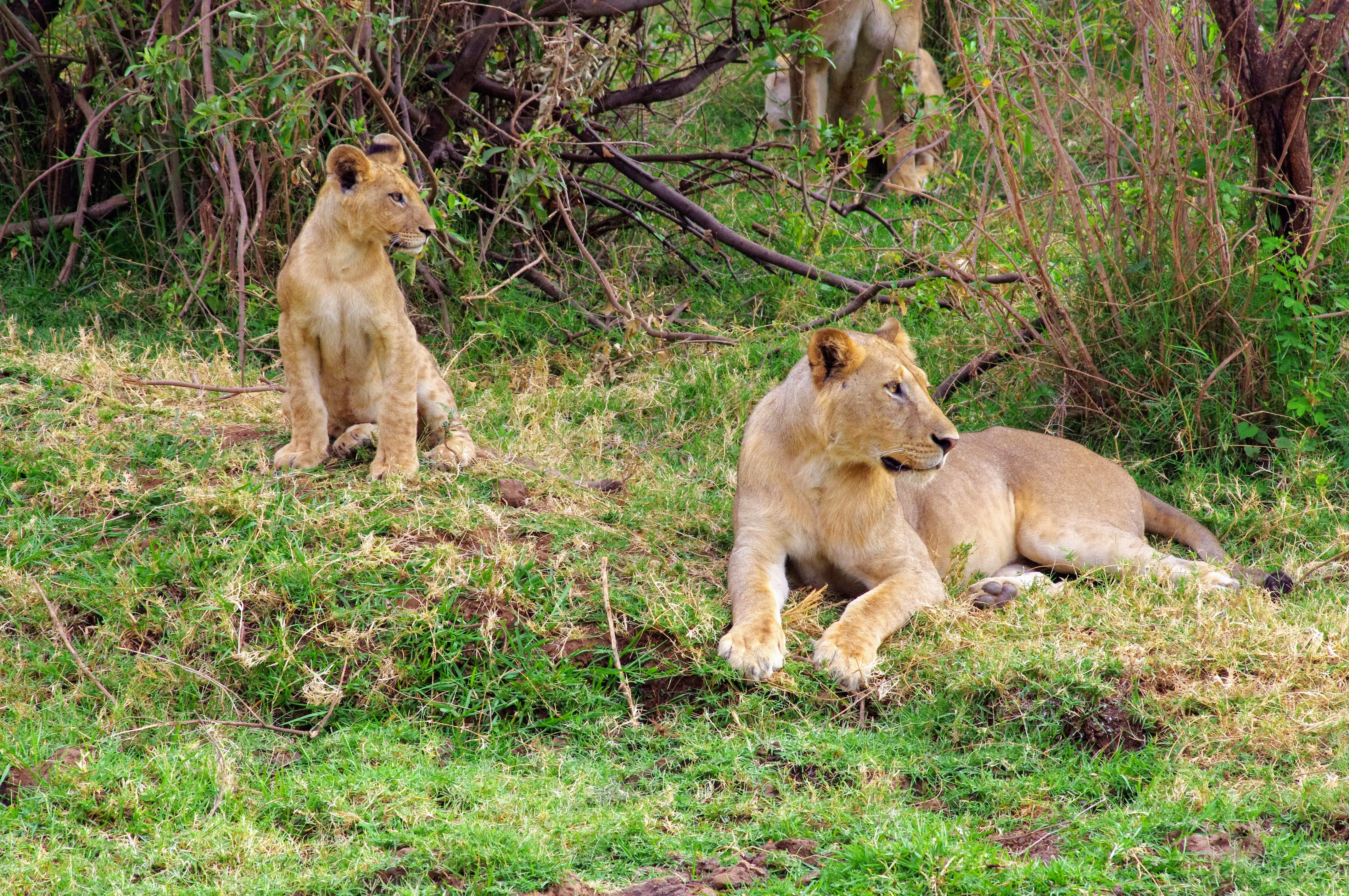 Lionnes au Lac Manyara