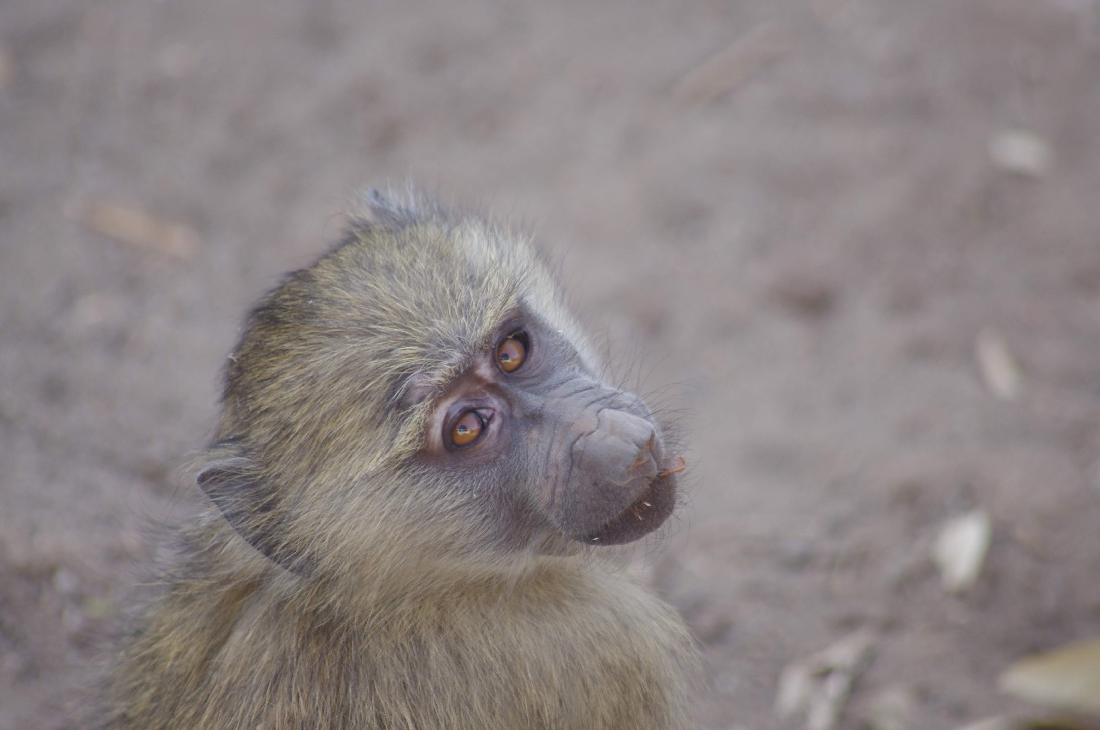 Singe au Lac Manyara