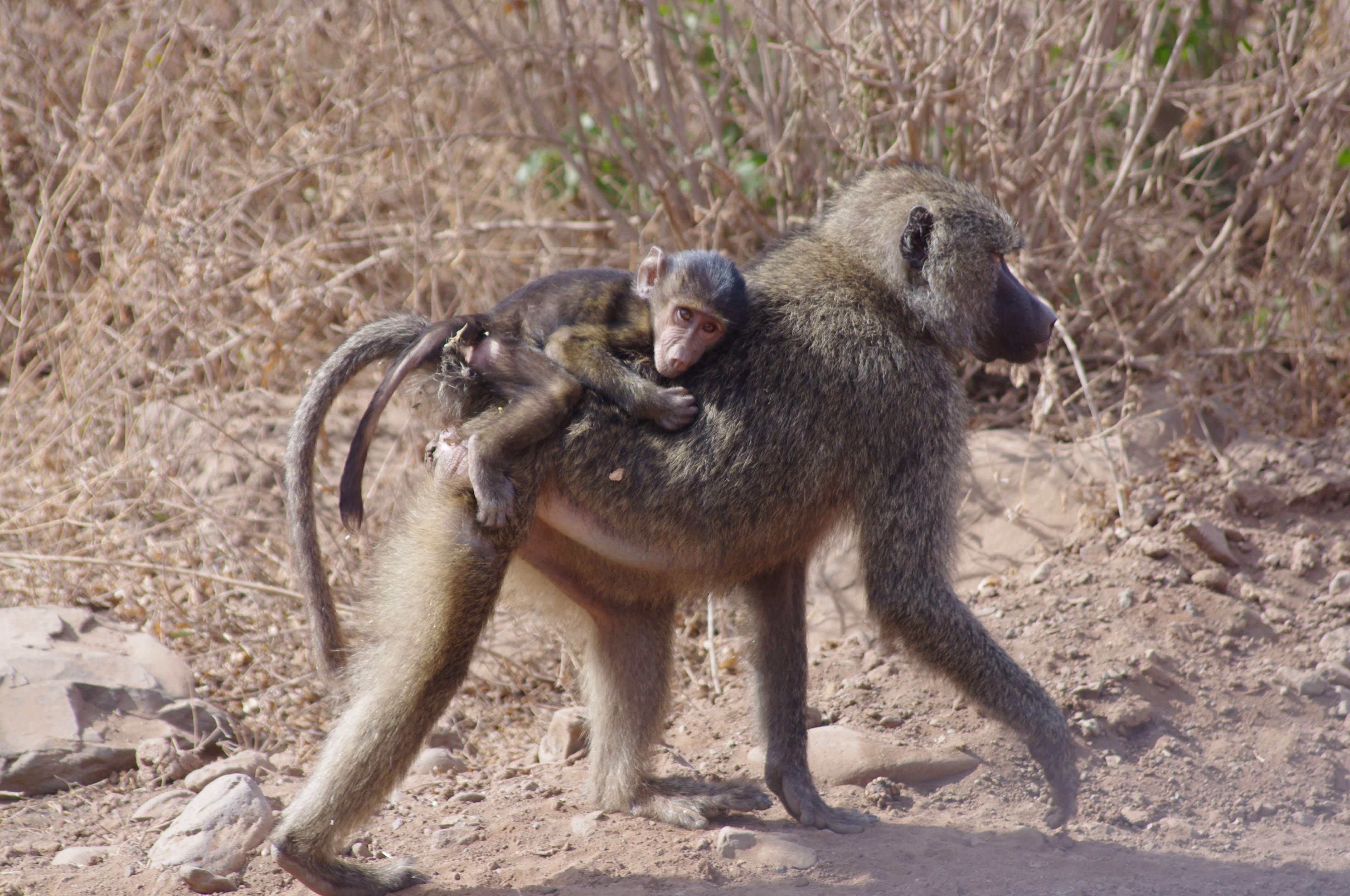 Babouins au Lac Manyara