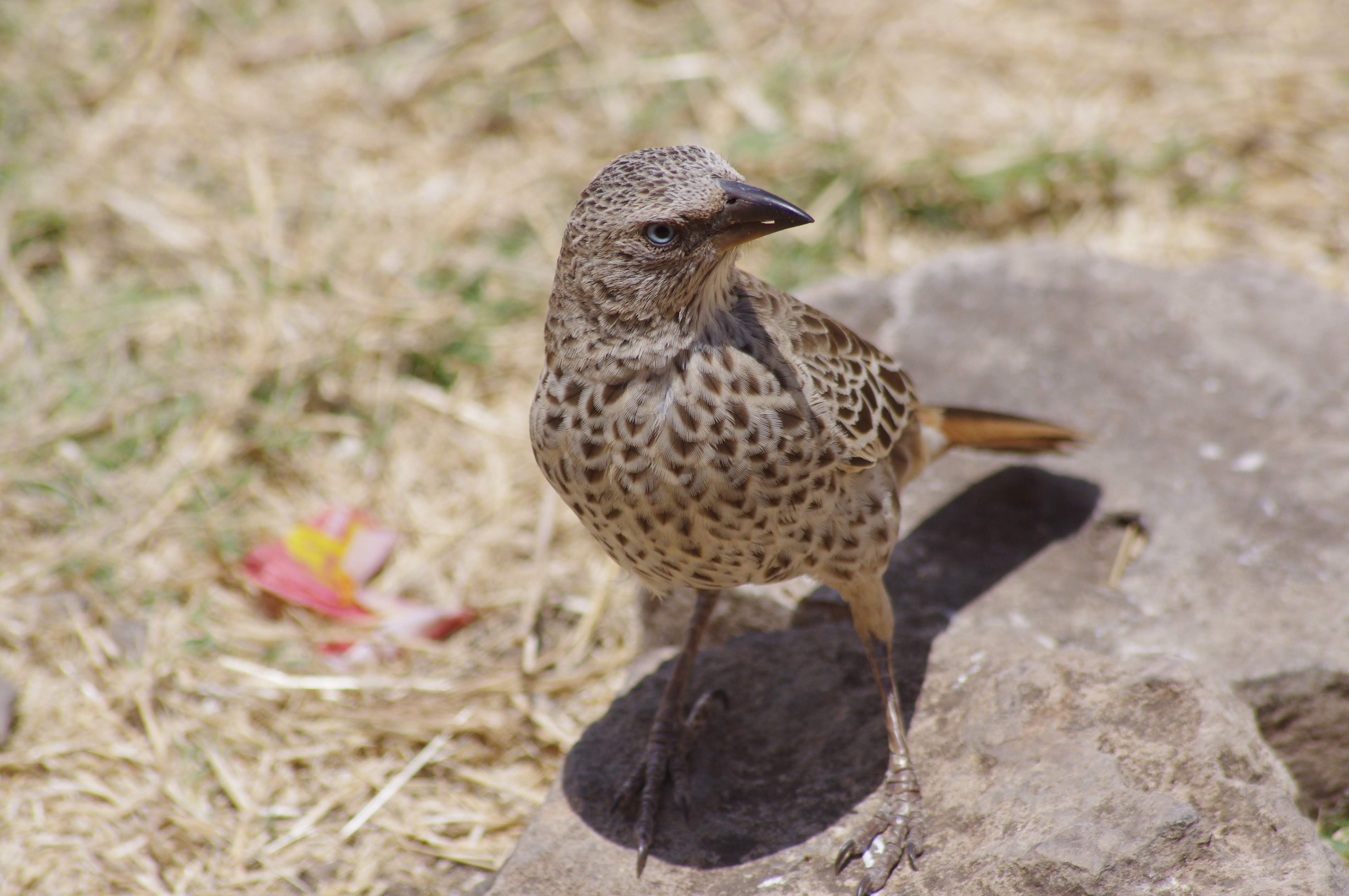 Oiseaux dans le cratère de Ngorongoro
