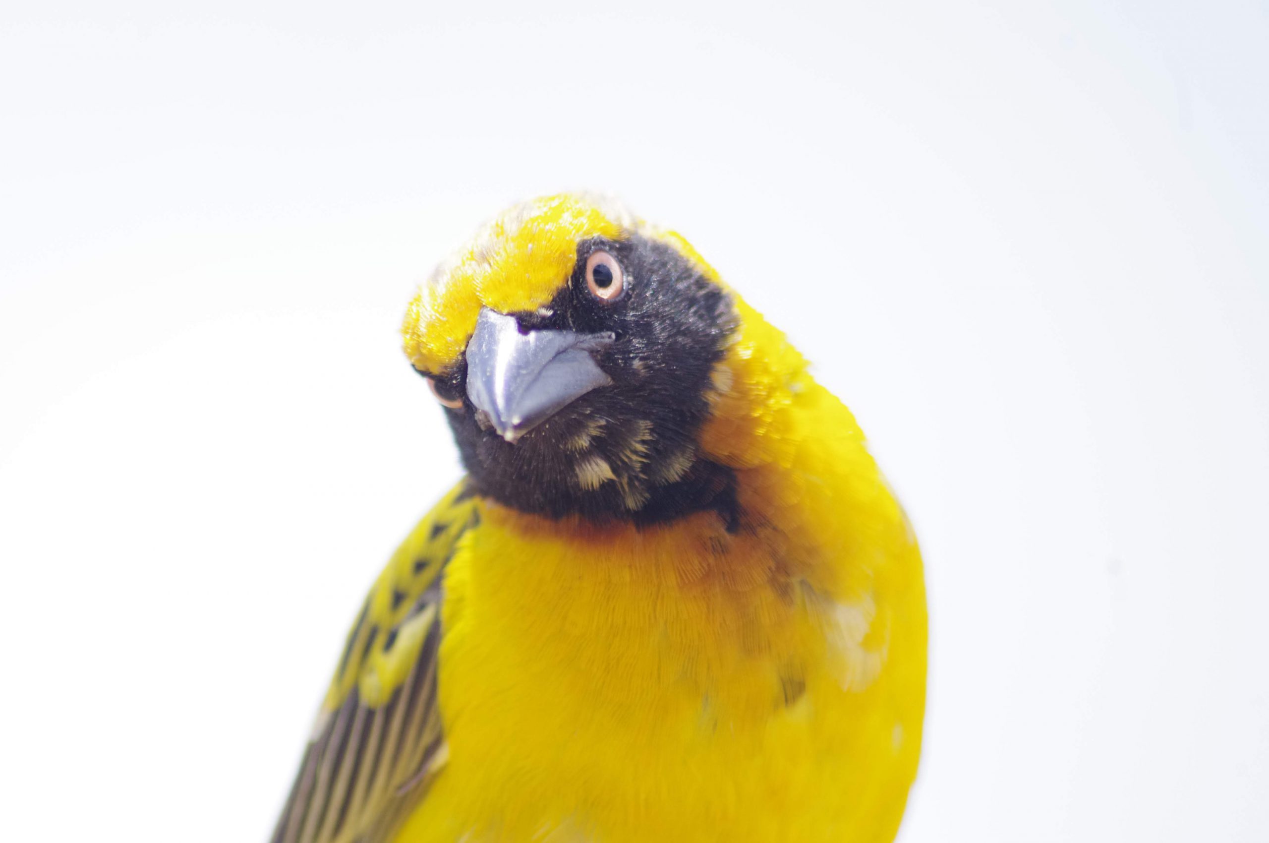 Oiseaux dans le cratère de Ngorongoro