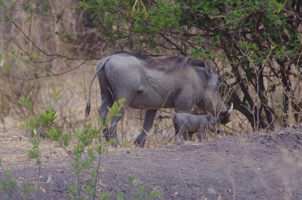 Phacochères au Tarangire